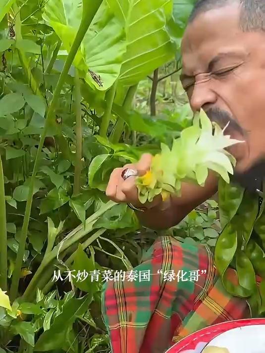 从不炒青菜的泰国“绿化哥”，是薅到什么吃什么，绿化当蔬菜