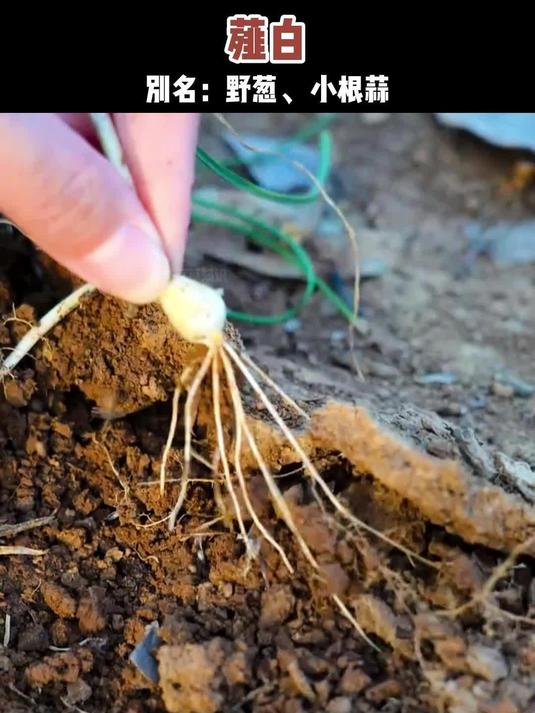 它不仅是一种美味的野菜，根还是有名的中药材薤