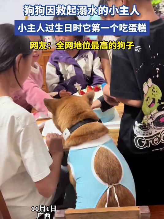 狗狗因救起溺水的小主人,小主人过生日时它第一个吃蛋糕