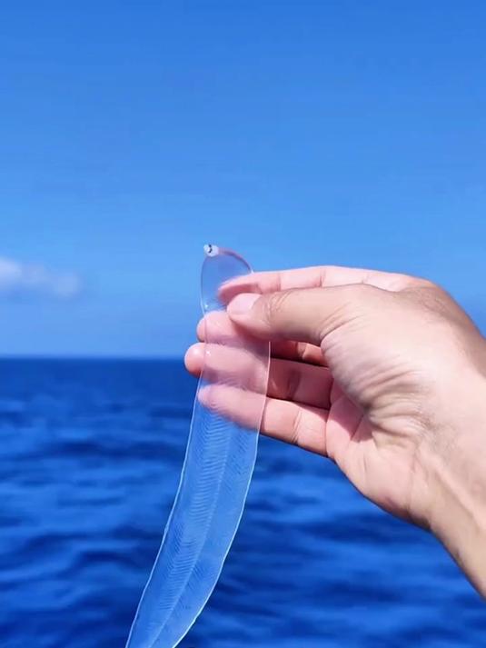 分享16种不同种类的鳗鱼，你都认识哪几种呀？
