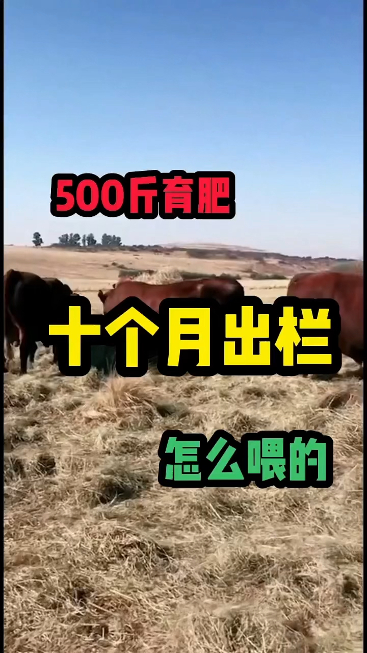 500斤牛,十个月出栏