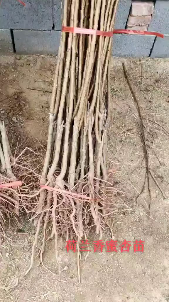 基地荷兰香蜜杏,山杏砧木嫁接,品种纯正,根系发达!