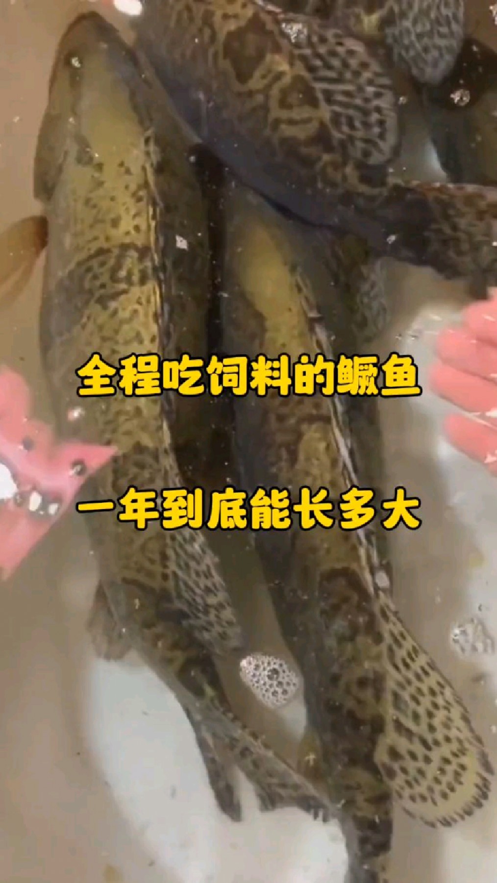 全程吃饲料的鳜鱼,一年到底能长多大
