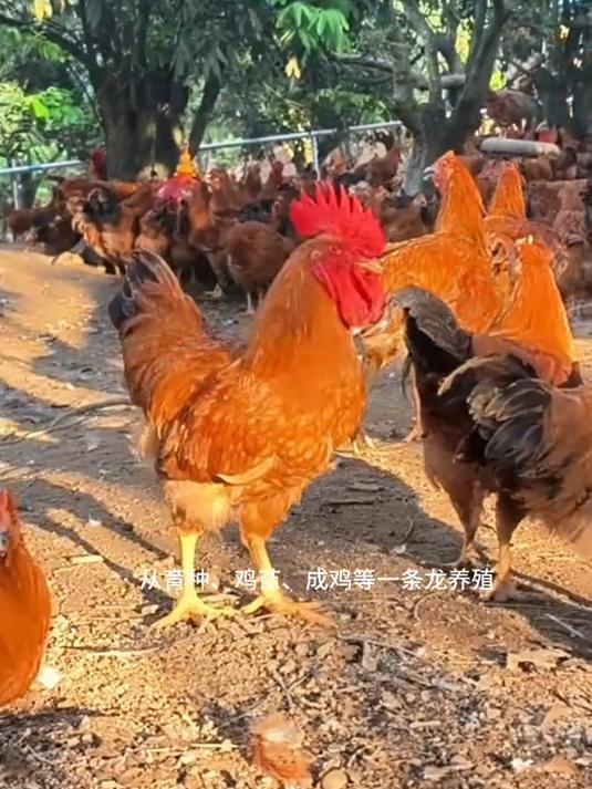 有47万多羽灵山香鸡做后盾，岭头凰竹盐鸡稳了