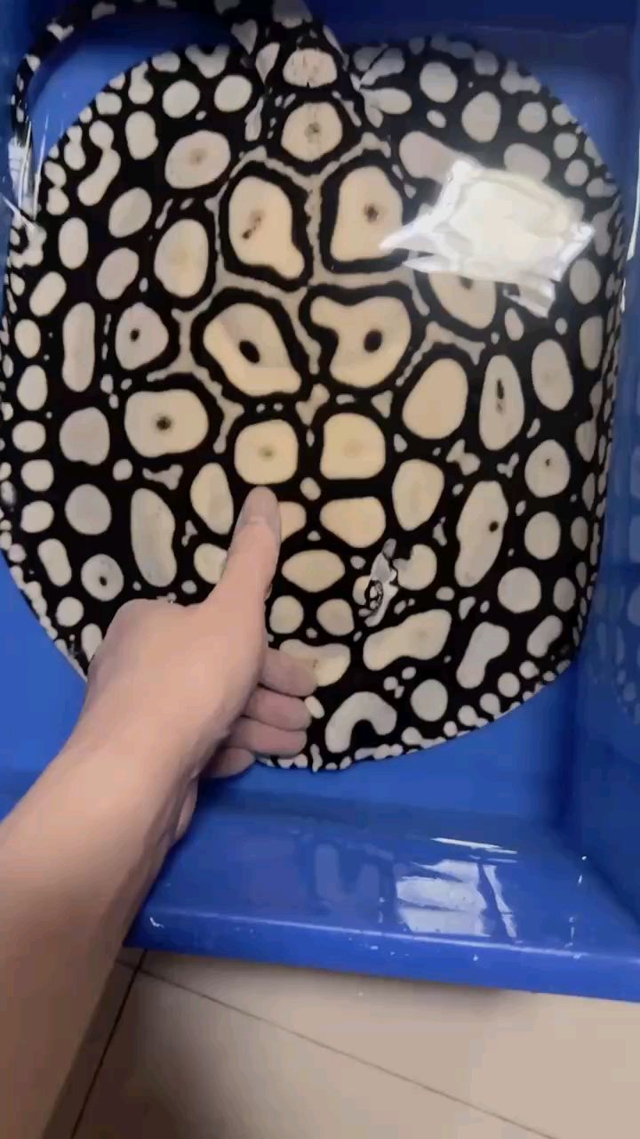 男神魟鱼之二