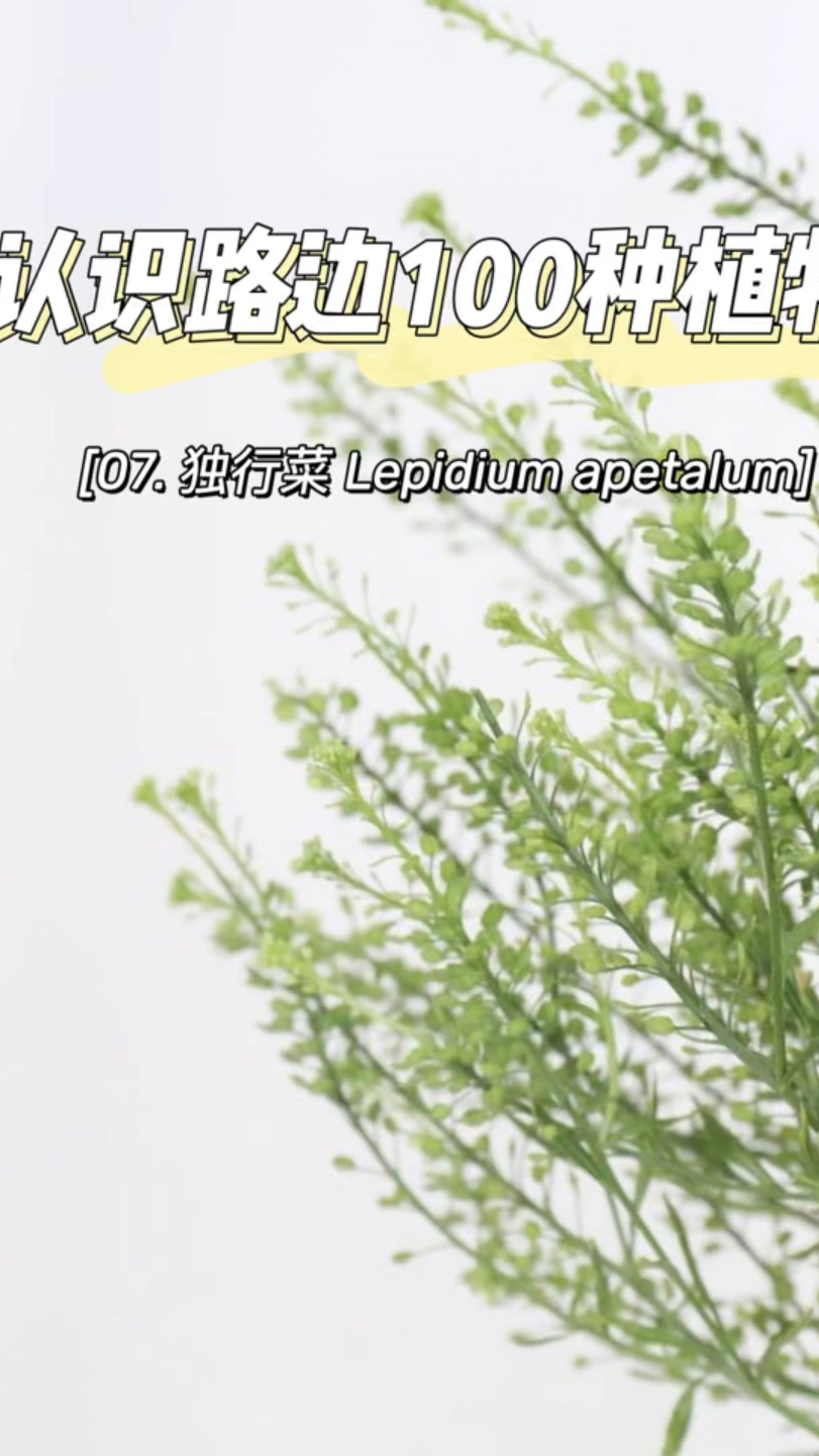 认识路边100种植物—07. 独行菜:其实我并不特立独行