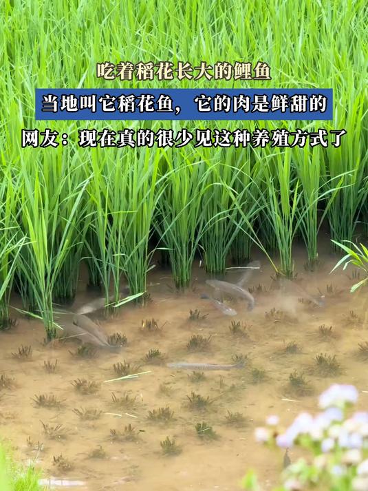吃着稻花长大的鲤鱼,当地叫它稻花鱼,它的肉是鲜甜的