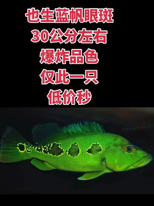 原生蓝帆眼斑三间鱼,30公分左右,巨大三眼,非常夸