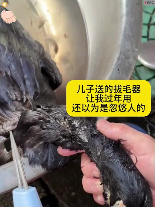 只需镊子轻轻夹,鸭子毛发立脱落,简单快捷真高效!#鸡鸭鹅拔毛神器#
