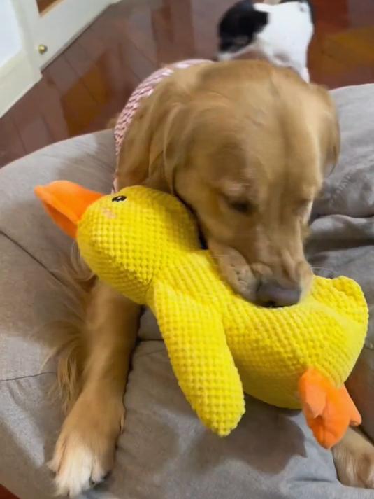 终于找到一个耐造的大黄鸭了!超大一只够解压 萌宠