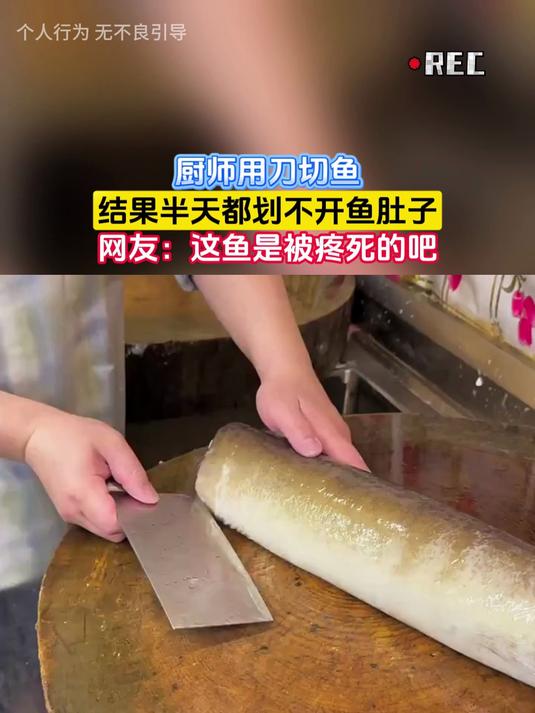 厨师用刀切鱼，结果半天都划不开鱼肚子，网友：这鱼是被疼死的吧
