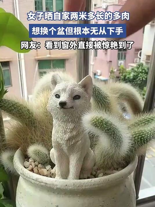 女子晒自家两米多长的多肉，想换个盆但根本无从下手