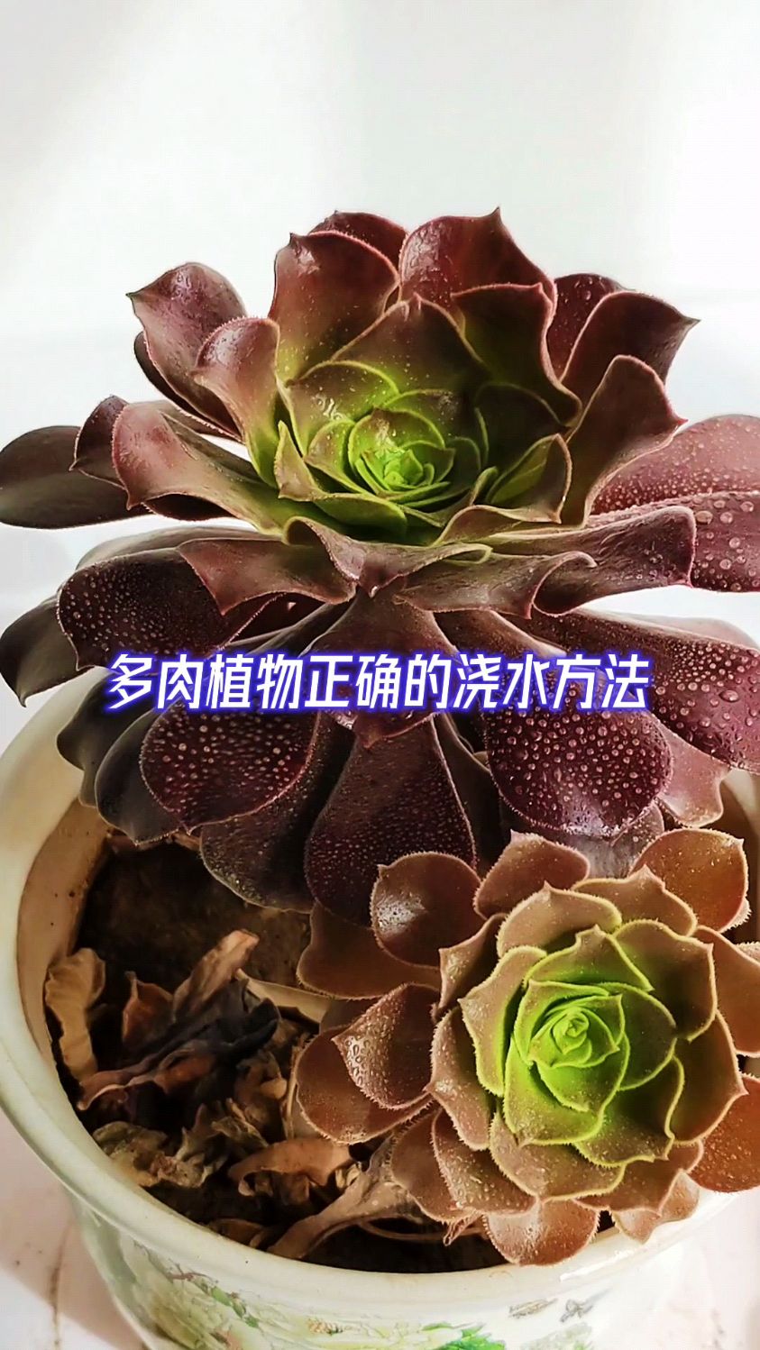 多肉植物浇水的正确方法