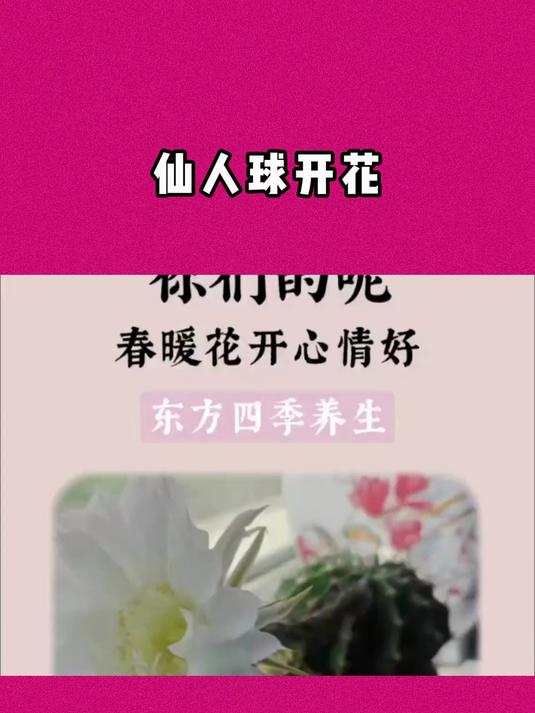 仙人球开花