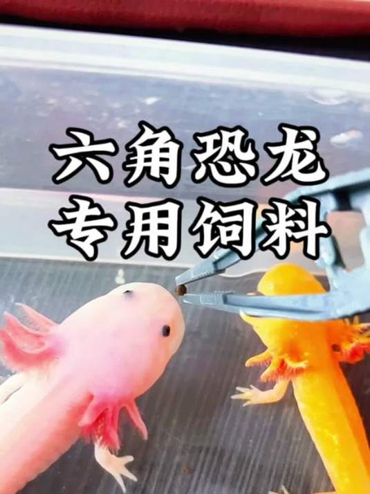 六角恐龙鱼爱吃啥?这款饲料它超爱!速看