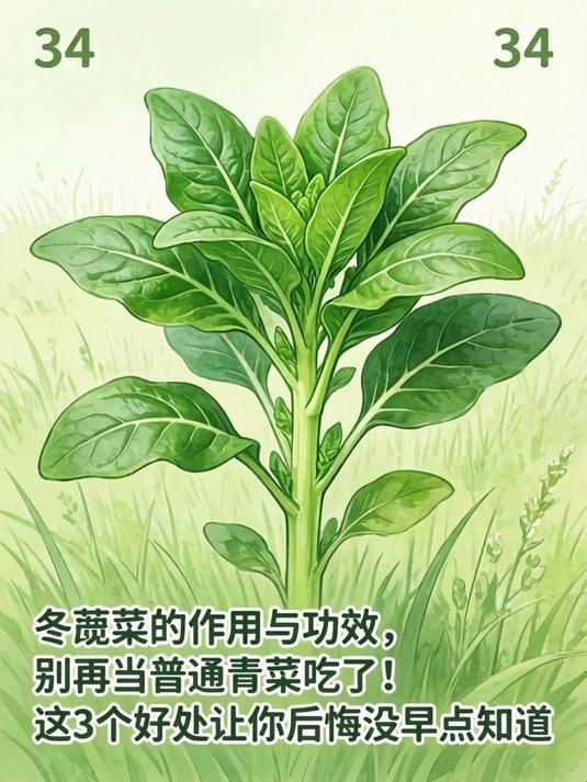 冬苋菜的作用与功效,别再当普通青菜吃了!这3个好处让你后悔没早点知道