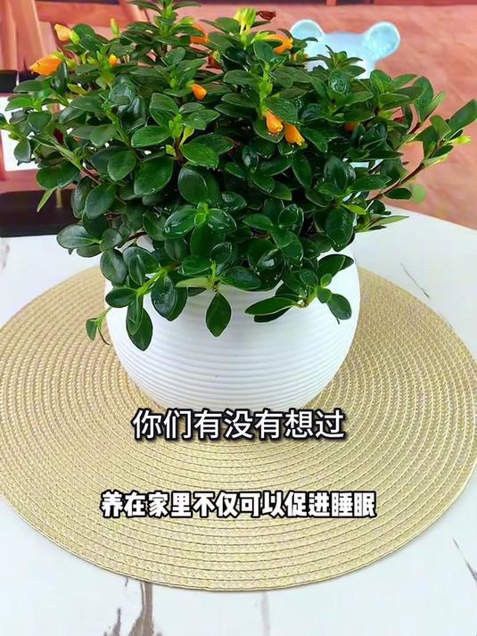 家居格调大提升,金鱼吊兰造型独特,点缀空间美观实用!