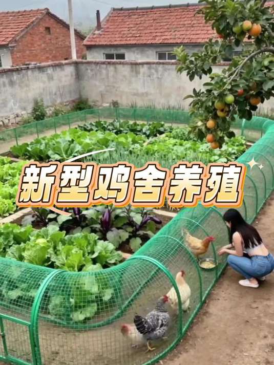 现代农村一种非常实用的新型鸡舍养殖方法