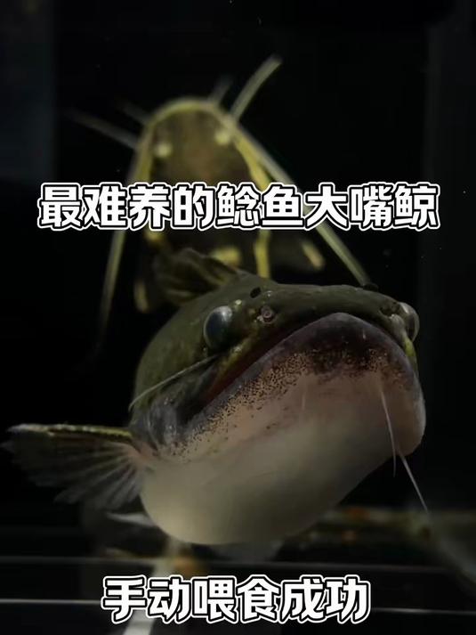 一个月了,大嘴鲸终于知道鱼是什么味道了!