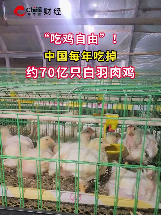 “吃鸡自由”!中国每年吃掉约70亿只白羽肉鸡