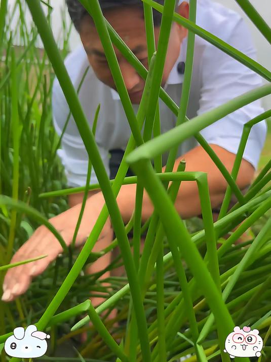 荸荠又叫马蹄它到时是水果还是蔬菜s