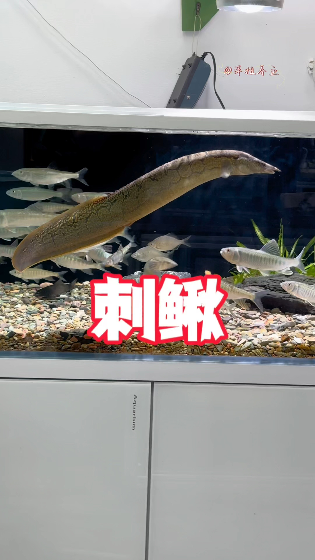 刺鳅是即有颜值又有身段,在鱼缸里也没有破坏性,是不错的原生观赏鱼#水族