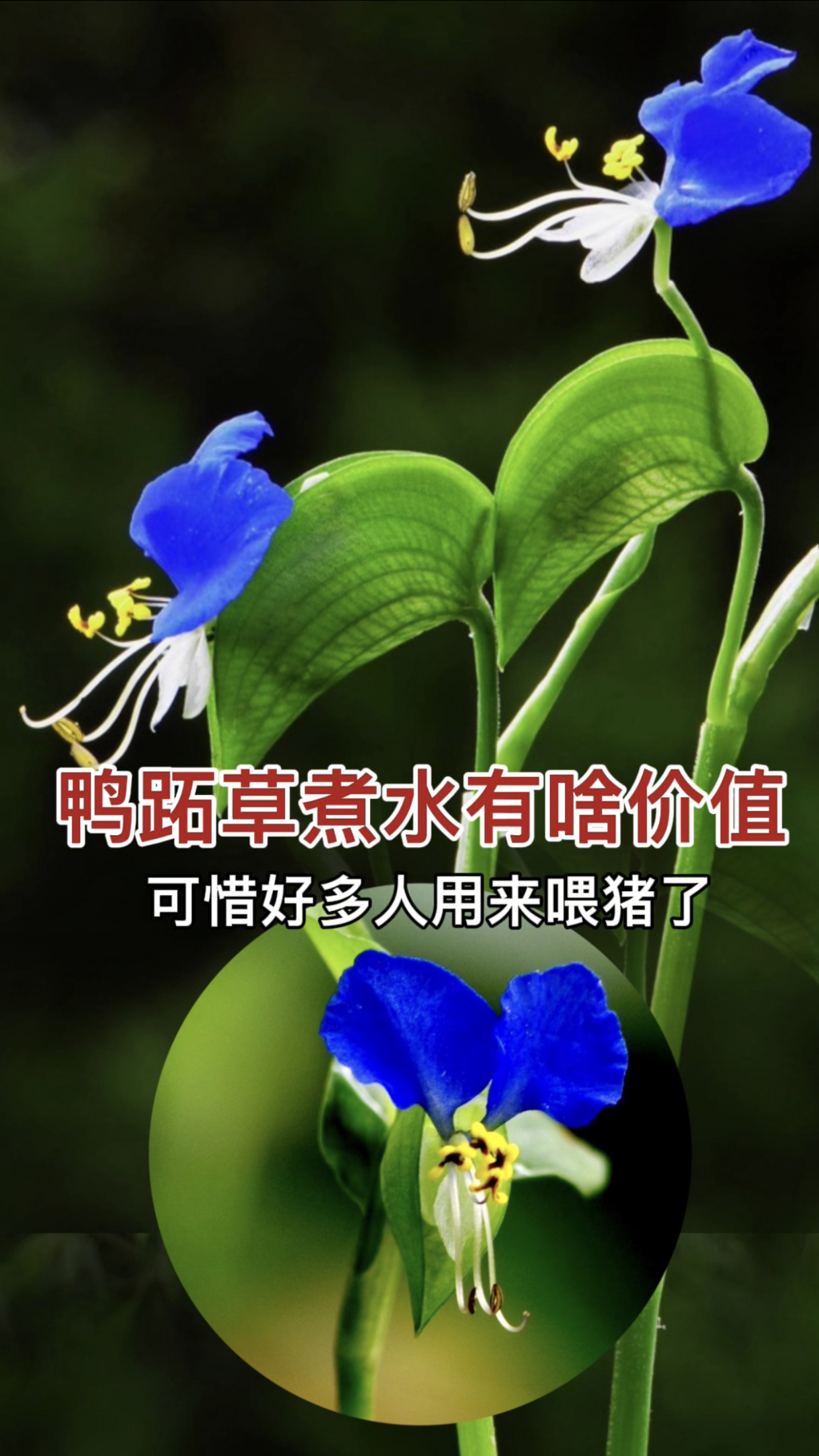 农村随处可见的植物鸭跖草:奶奶常用它煮水,可惜好多人不知它的价值!
