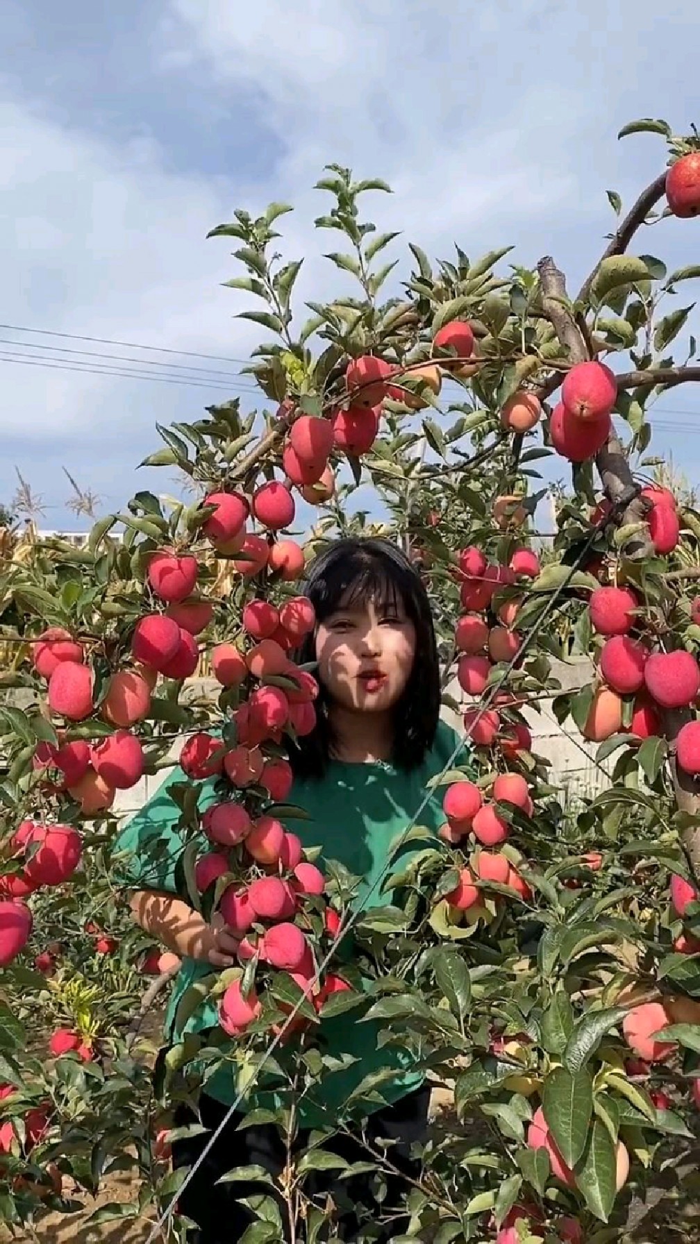 鸡心果小苹果树,抗寒零下30度,适合南北方种植,口感纯甜