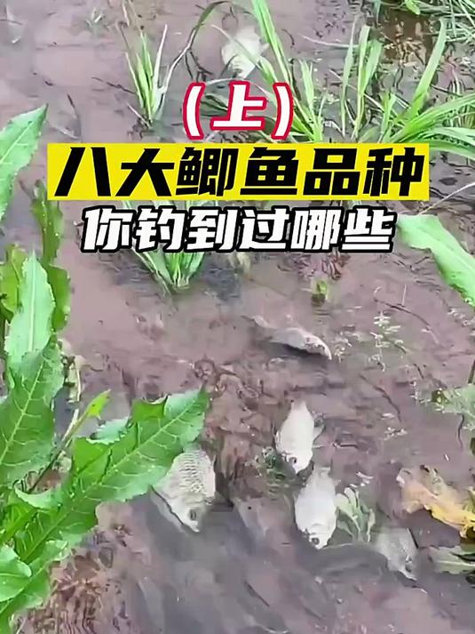 分享视频