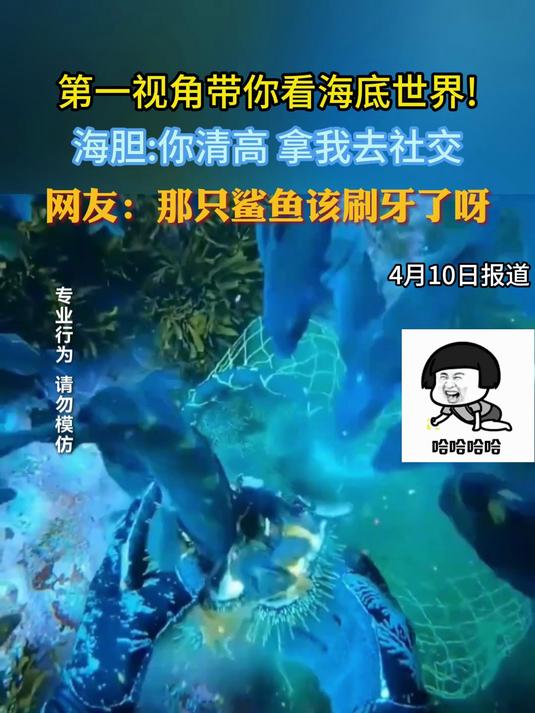 第一视角带你看海底世界!鲨鱼:哥哥 我来找你玩了