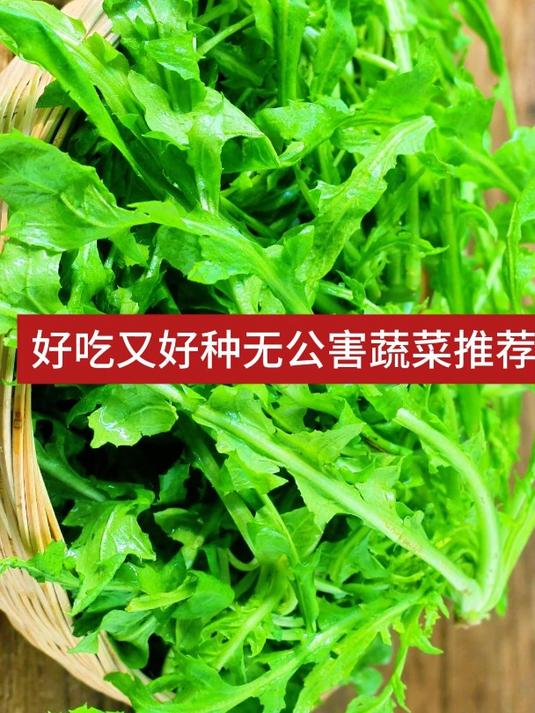 好吃又好种无公害蔬菜推荐