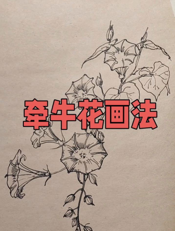 牵牛花的线描简笔画教程