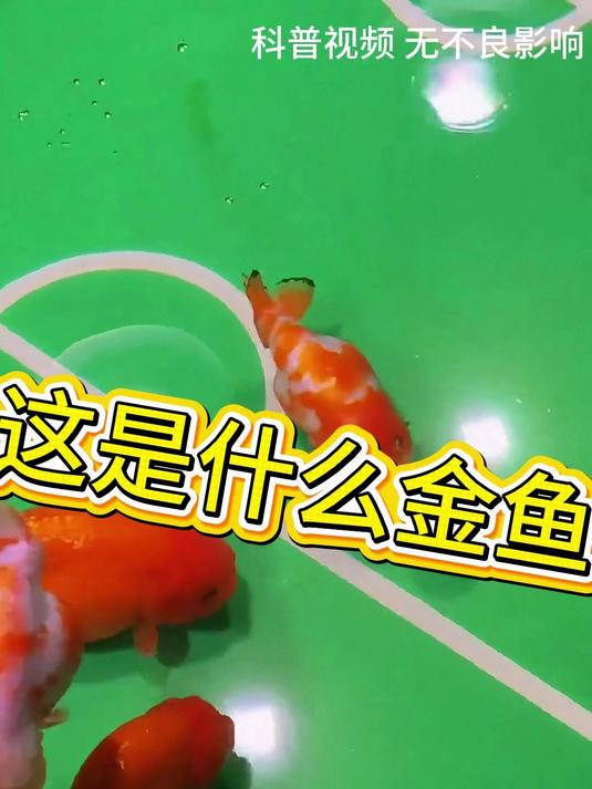 兰寿金鱼