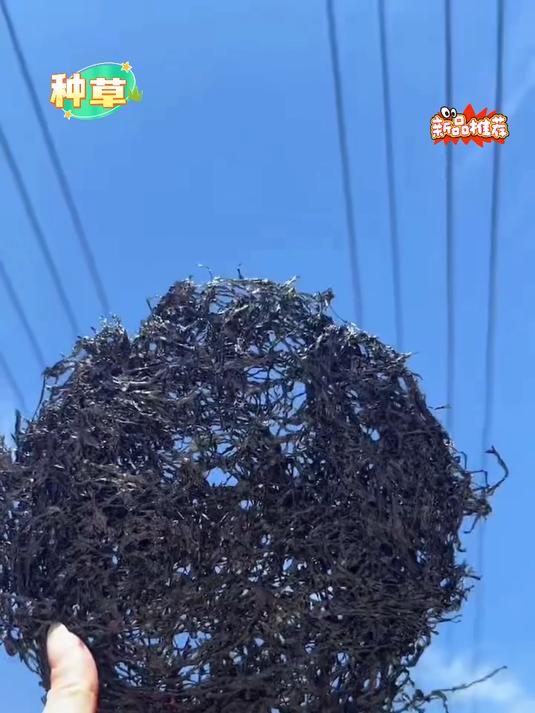 紫菜，平潭吃法