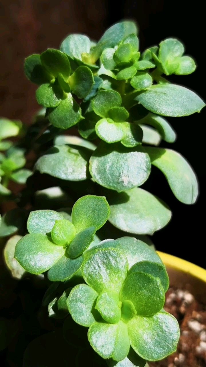 多肉秀妍的养护方法