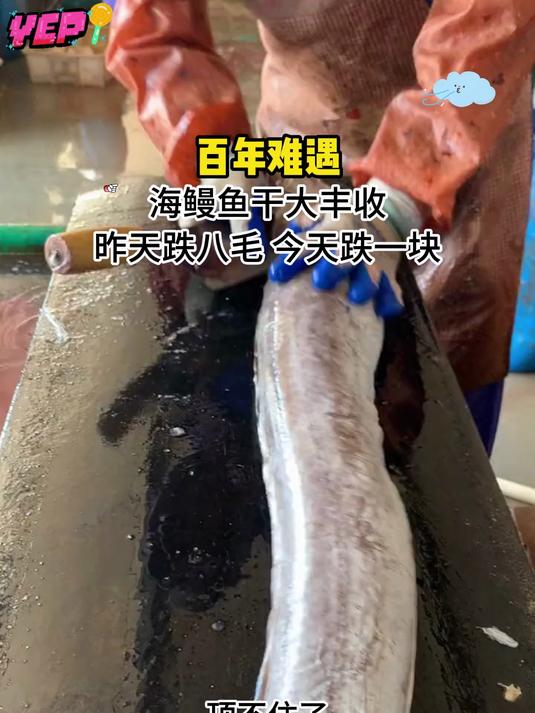 鳗鱼干刚刚晒好个大肉肥又新鲜价格也实惠吃一顿才几元