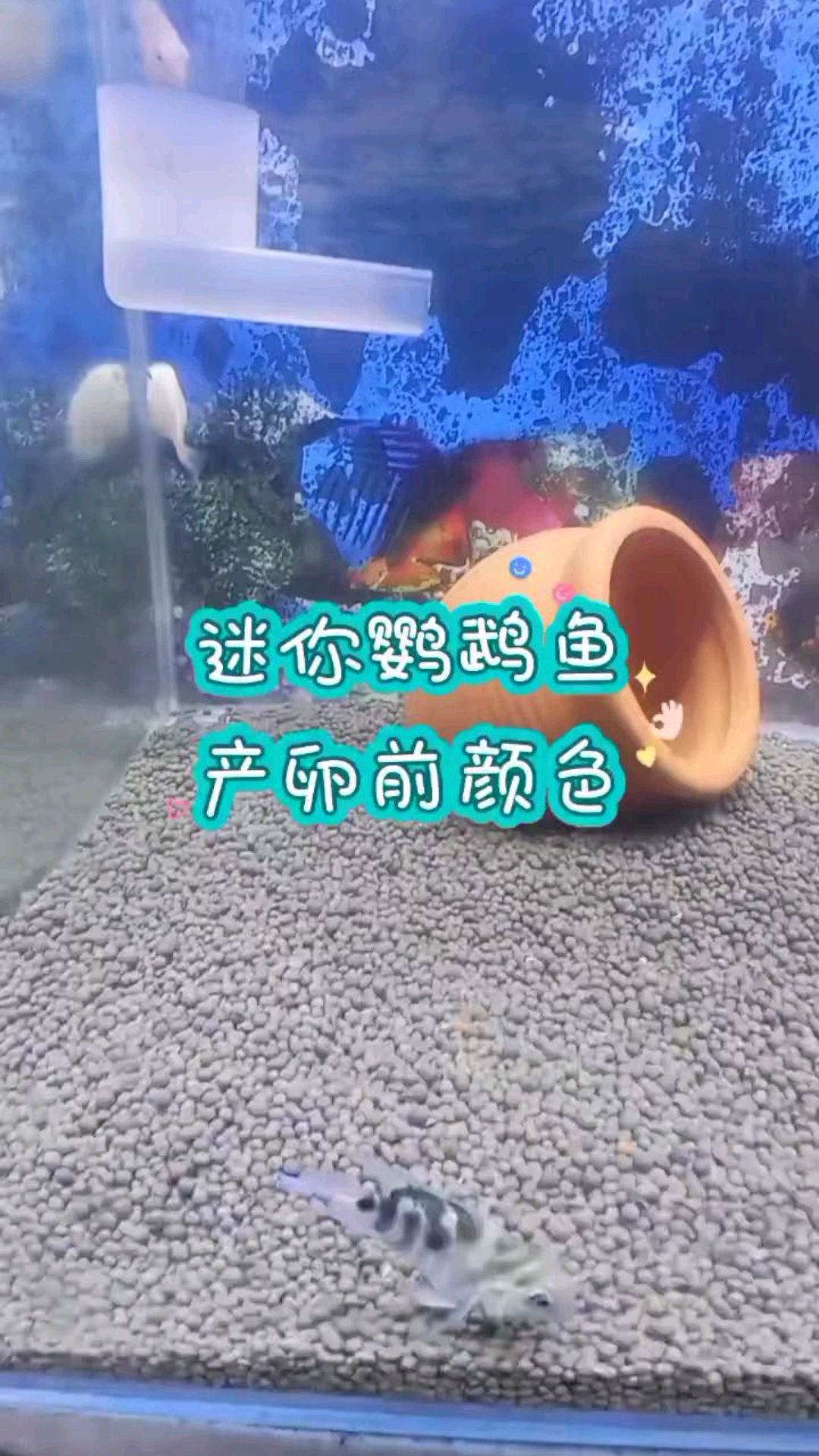 分享饲养迷你鹦鹉鱼乐趣,它正处于护仔期间,这是它护卵的第一天