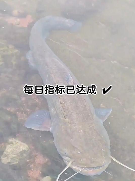 臭鱼钓鲶鱼