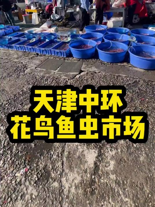 天津中环花鸟鱼虫市场(1)