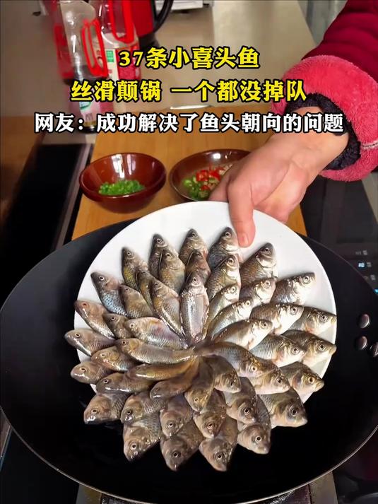 37条小喜头鱼，一个都没掉队