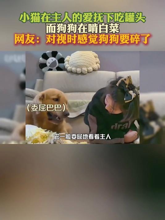 小猫在主人的爱抚下吃罐头 而狗狗在啃白菜 对视时感觉狗狗要碎了