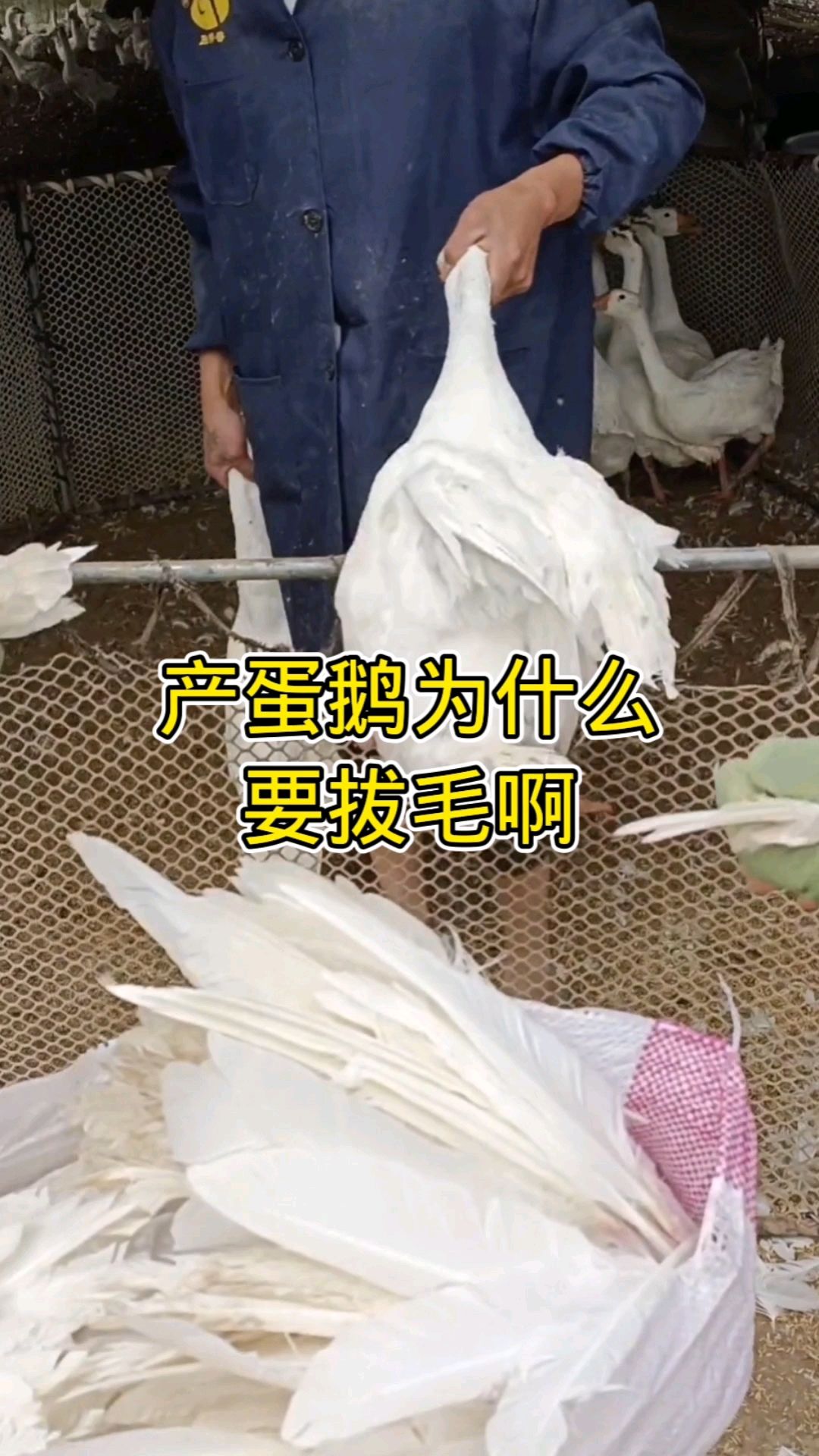 产蛋鹅为什么要拔毛啊?