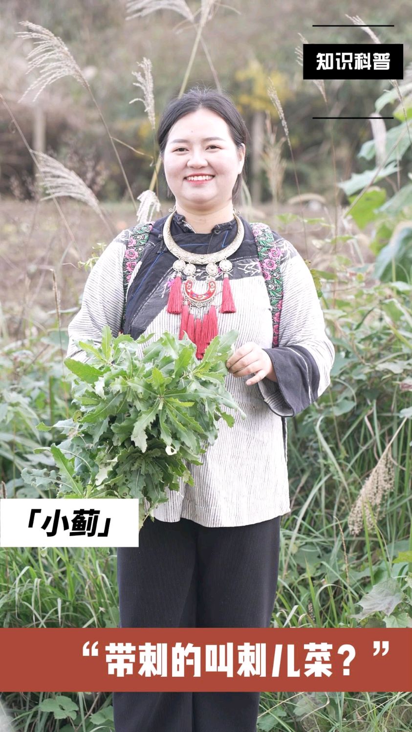 看似不起眼的刺儿菜,却是家中必备!