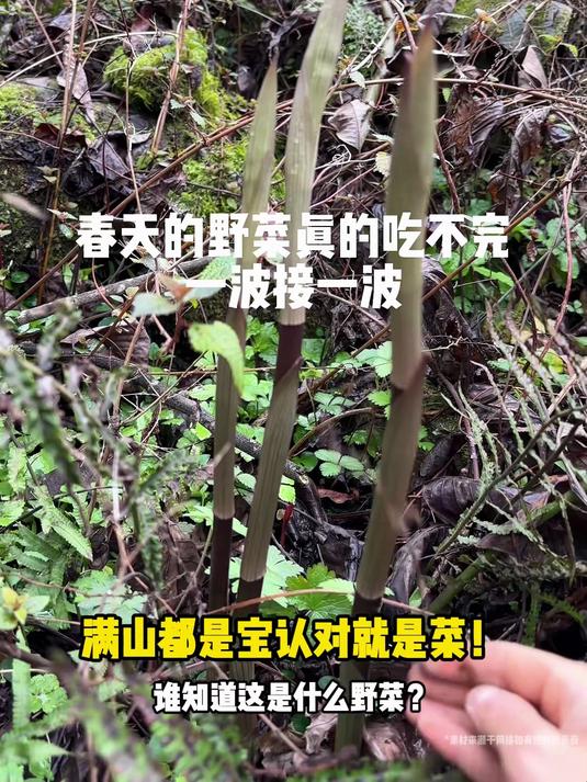 满山都是宝，认对就是菜！谁知道这是什么野菜？#花满春城我代言#