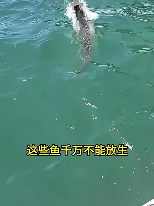 钓鱼小知识
