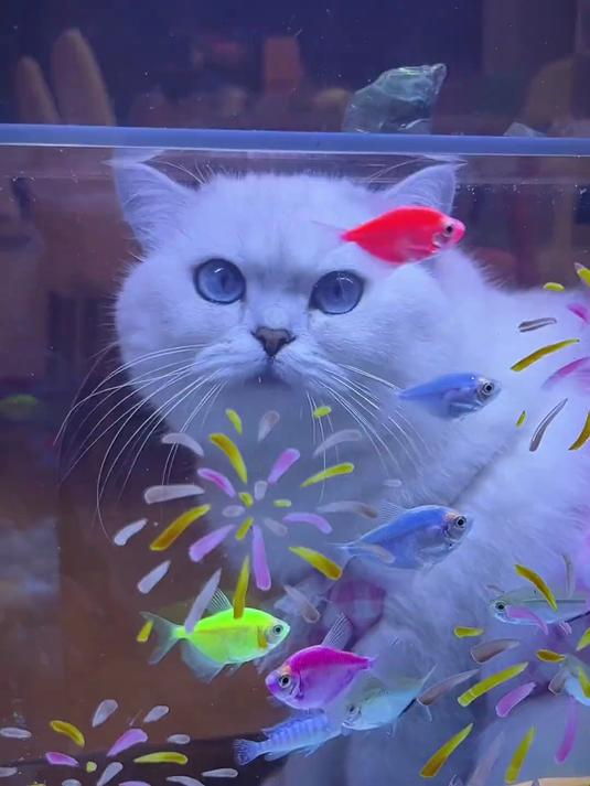 小猫的鱼缸居然还可以这么改造