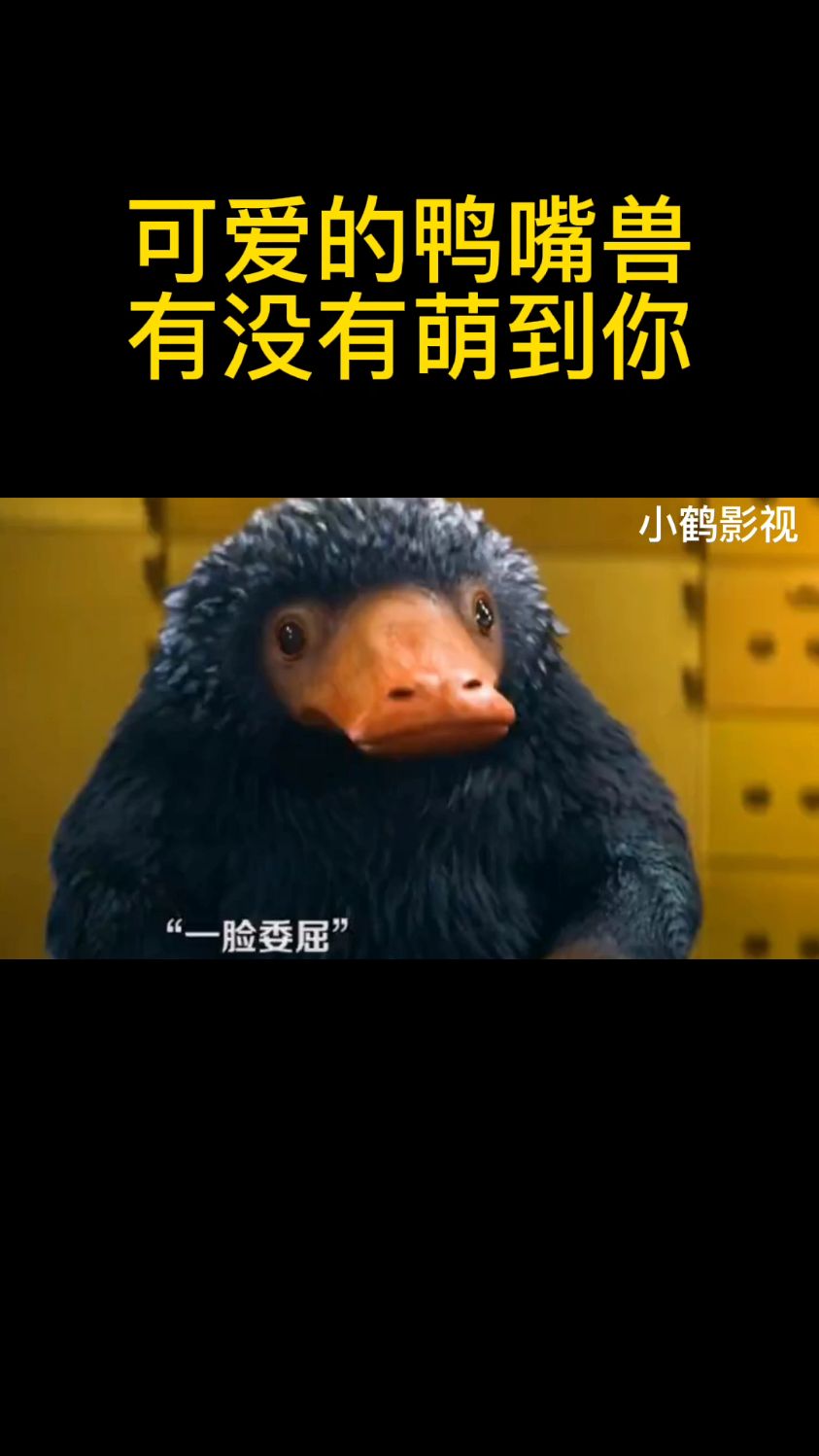 可爱的鸭嘴兽有没有萌到你?