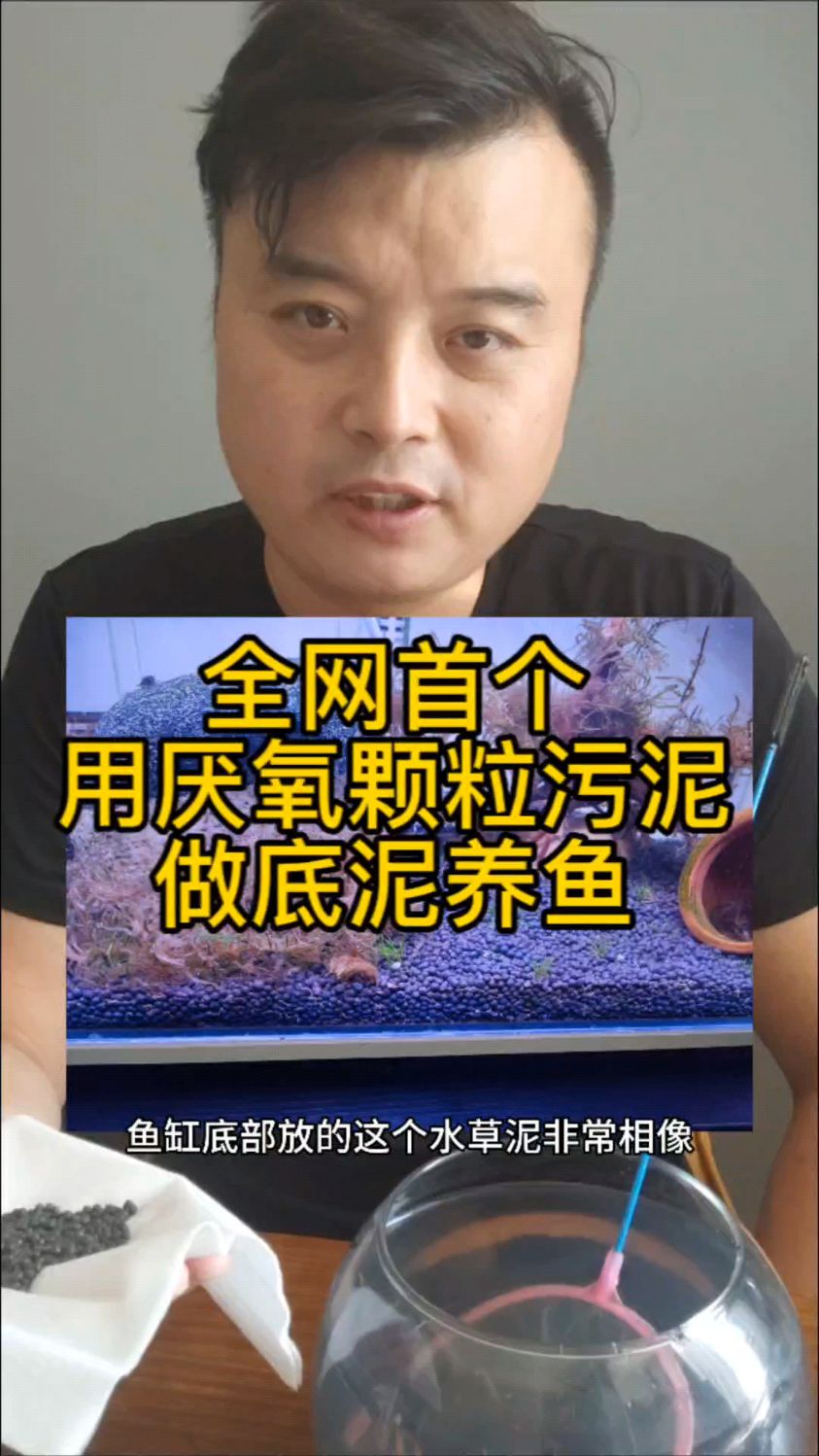 全网首个用厌氧颗粒污泥当做鱼缸底泥养鱼虾的,鱼虾能存活吗?