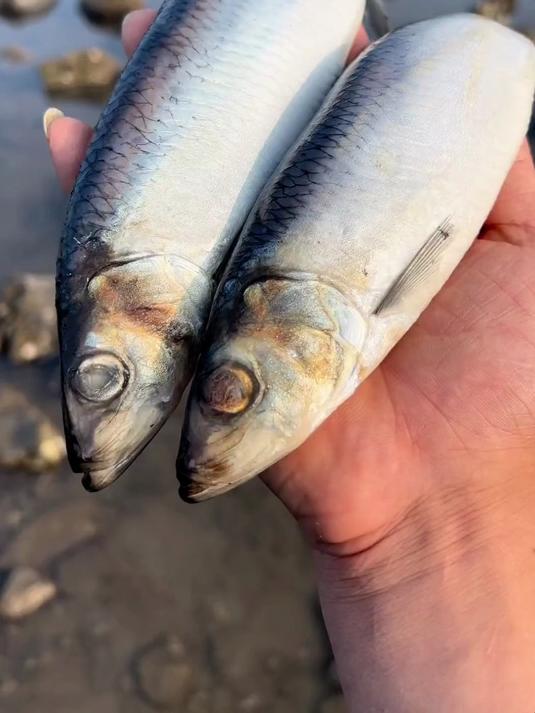 在海边觅食居然发现了两天搁浅的情侣鱼，然后做了道暗黑料理