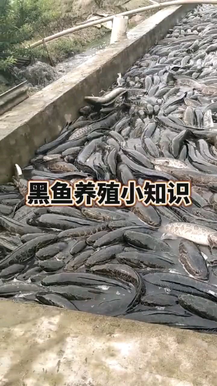 黑鱼养殖小知识